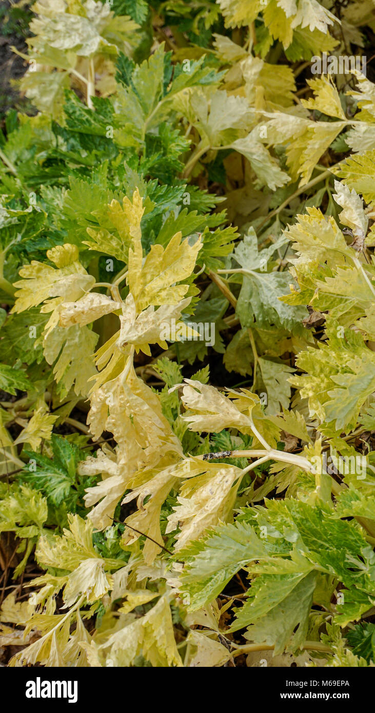Golden Self Blanching Celery leaves closeup. Stock Photo