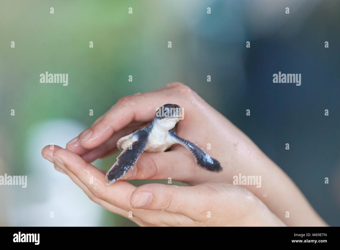 Koscoda, Sri Lanka, Asia - A little turtle in the carful hands of a woman Stock Photo
