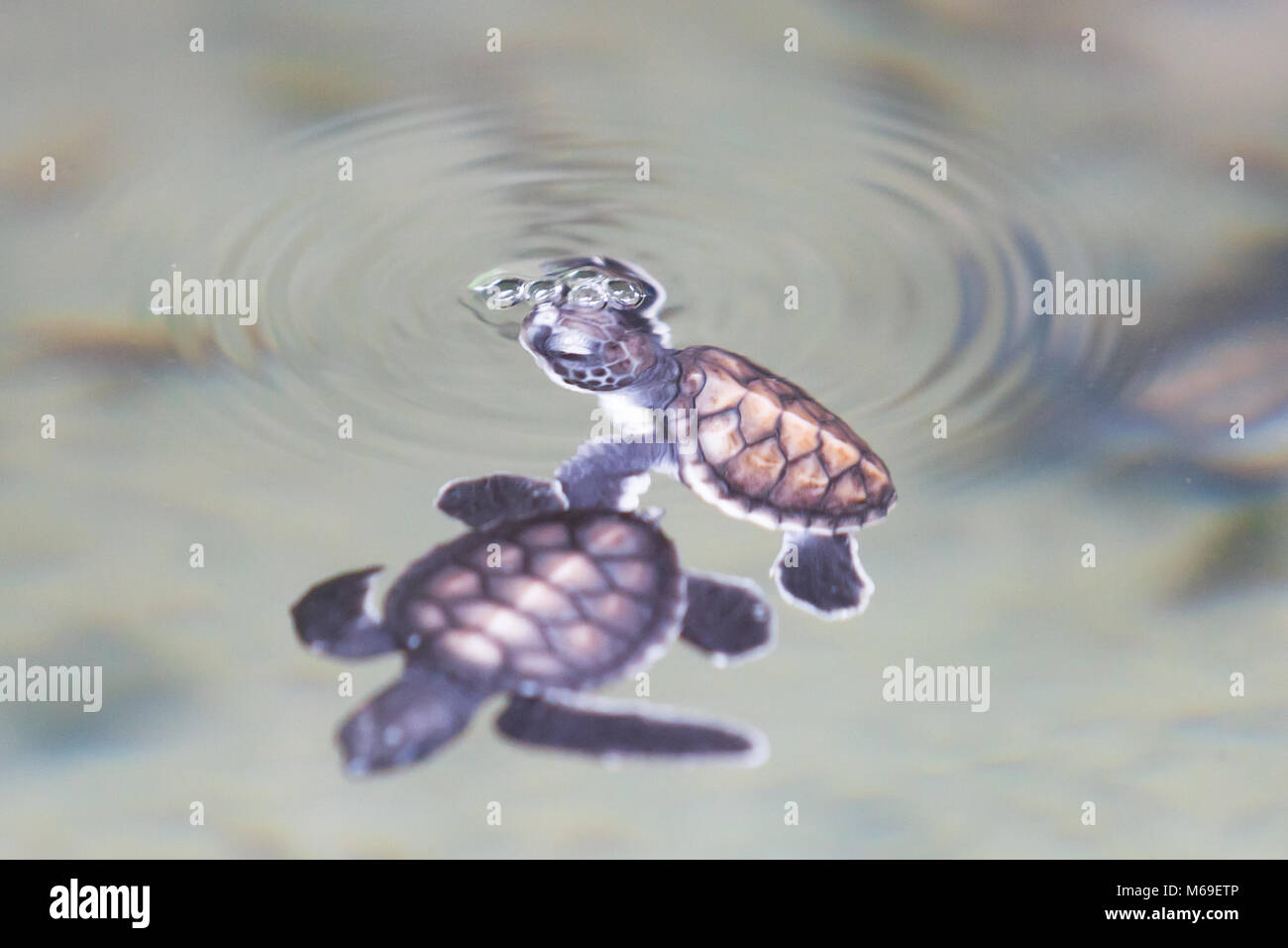 Koscoda, Sri Lanka, Asia - Two little turtles playing at the water surface Stock Photo