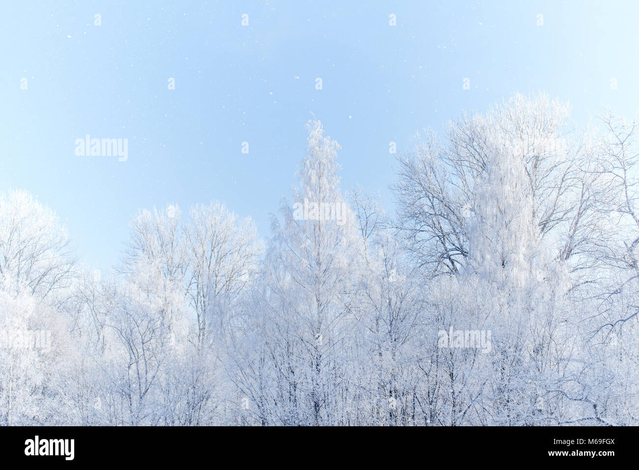 High key winter forest landscape. White trees in the frost Stock Photo
