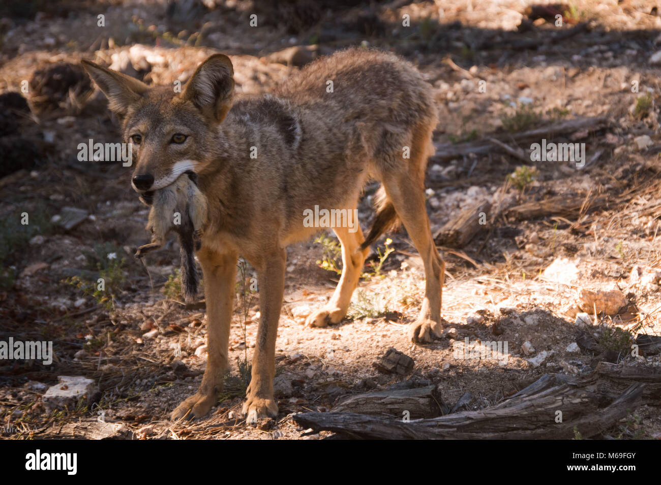 coyote alimentado Stock Photo