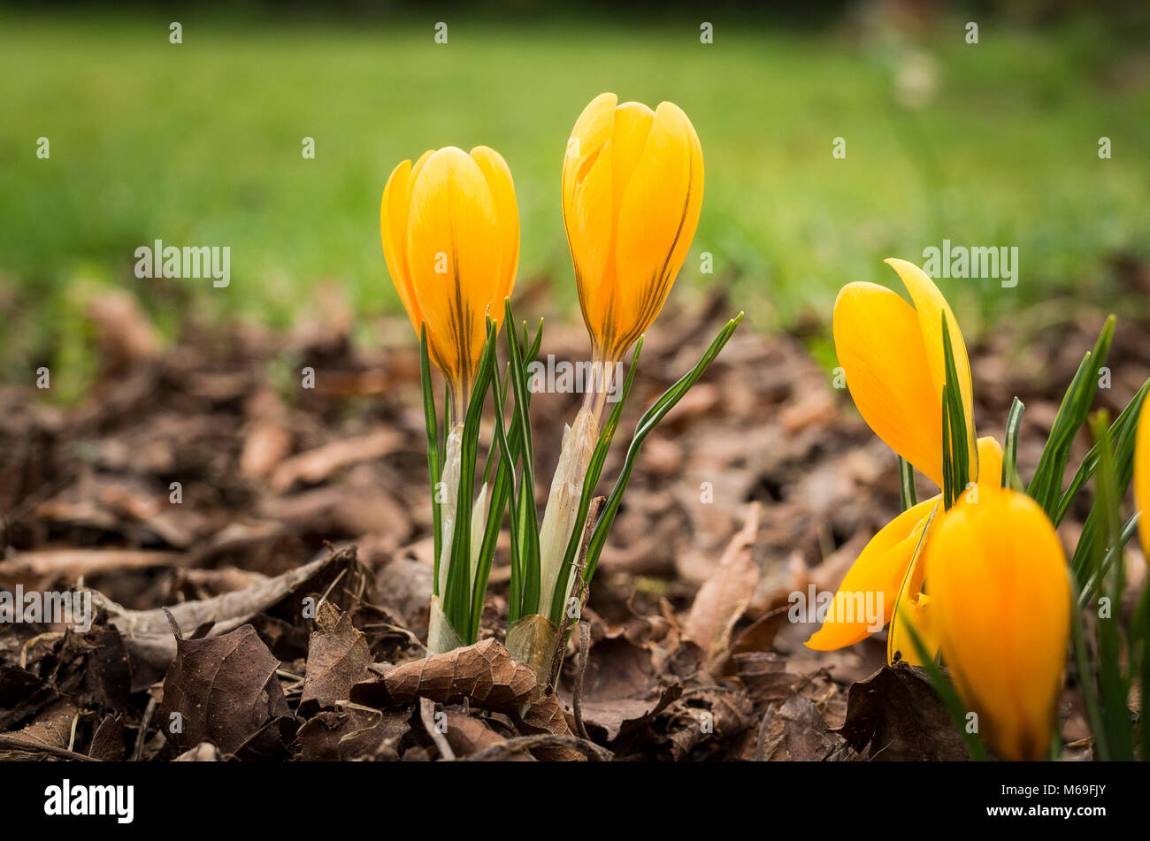 Yellow crocuses emerging in mid-winter through a layer of mulch and leaf mould in UK Stock Photo