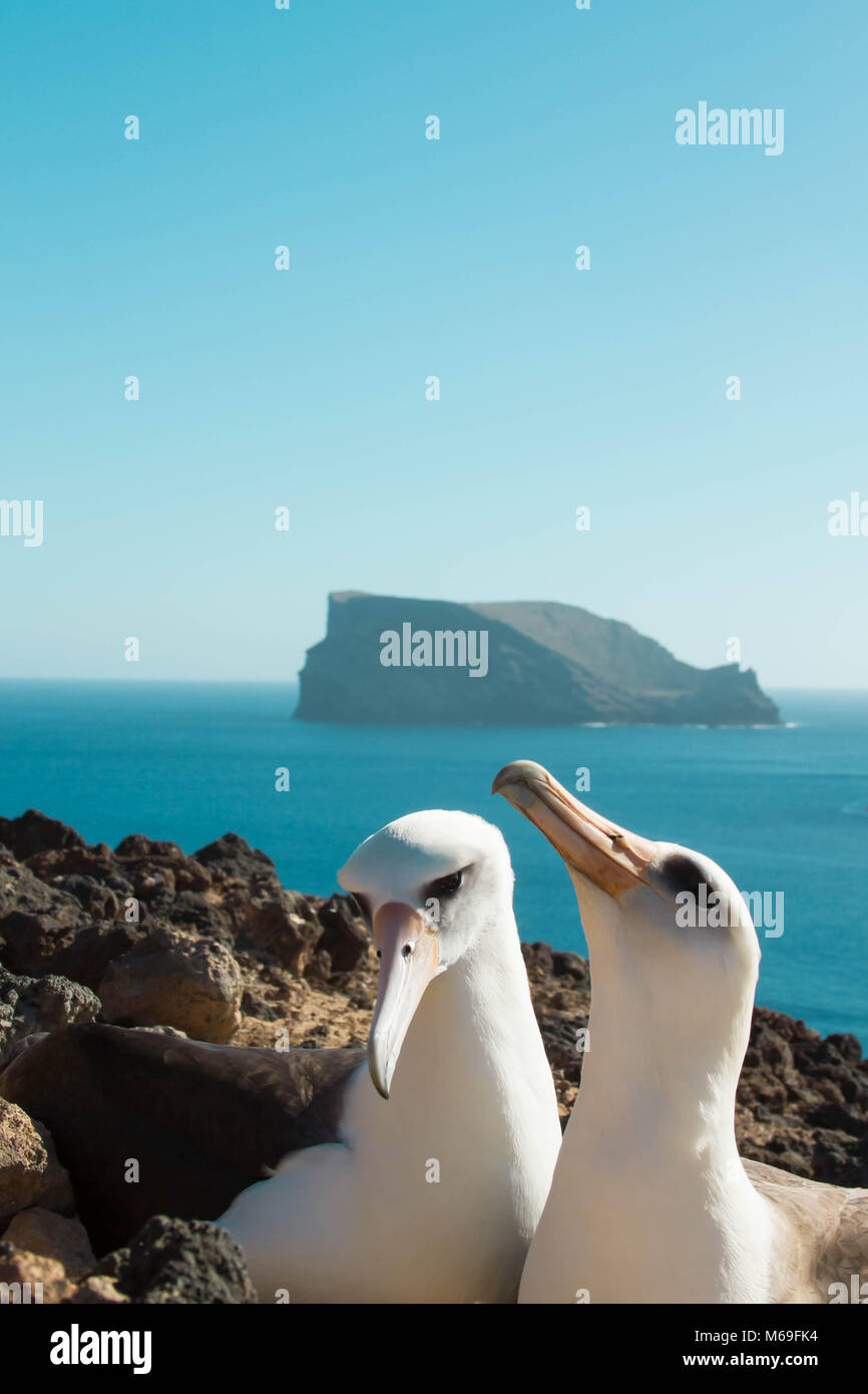 albatross de laysan Stock Photo