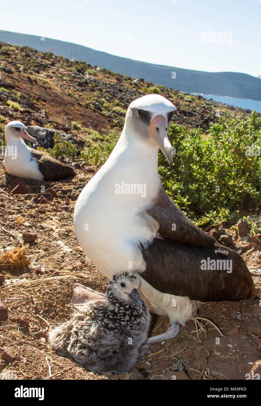 albatross de laysan Stock Photo