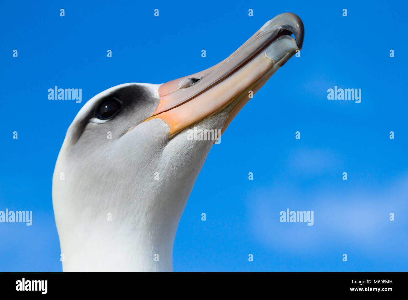 albatross de lausan Stock Photo