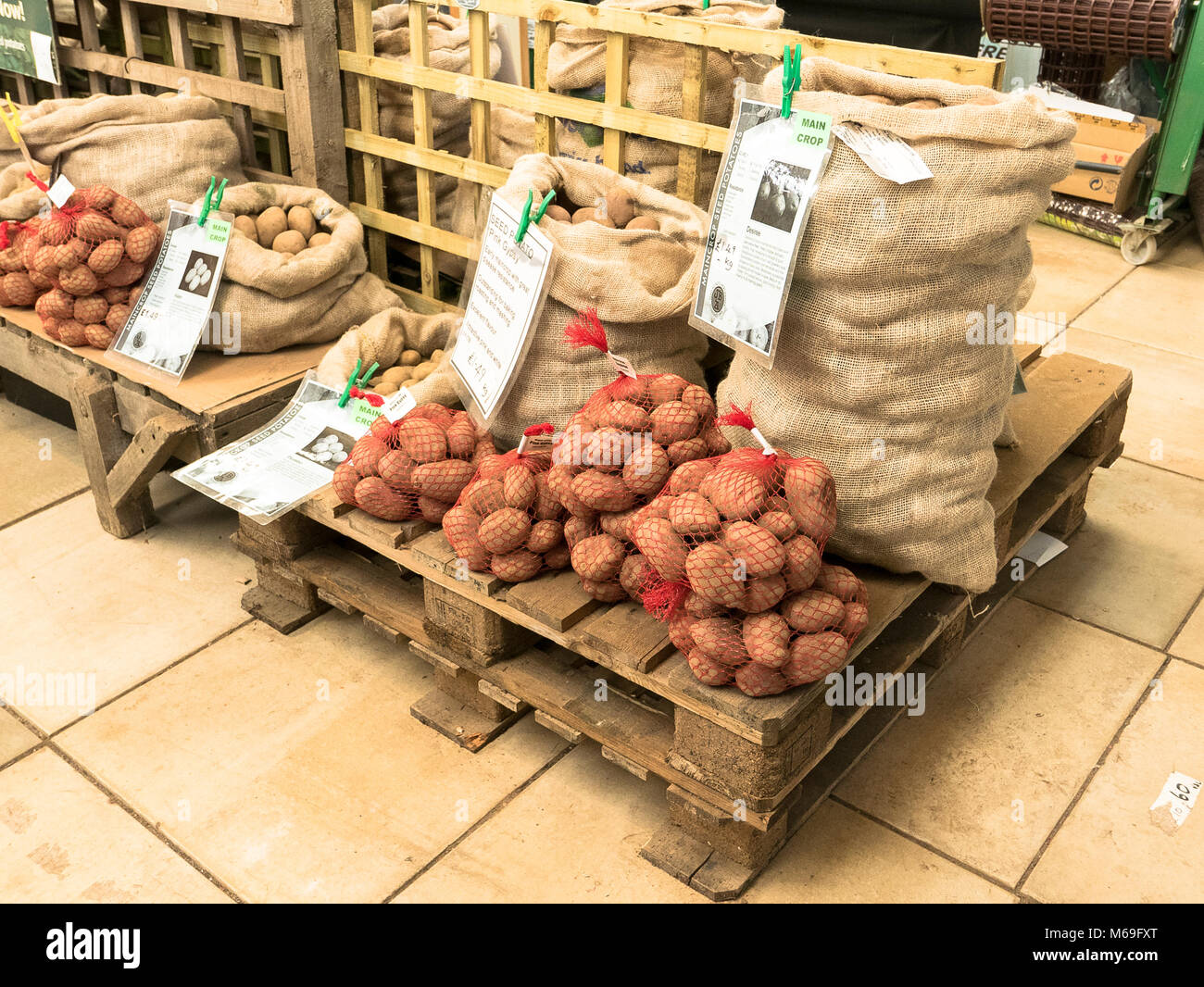 New seed potatoes displayed in an English garden centre in February Stock Photo