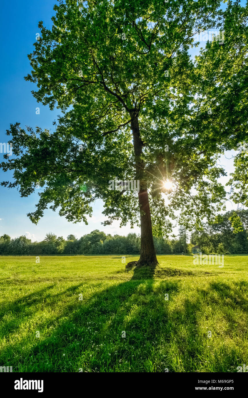 beautiful oak tree photography