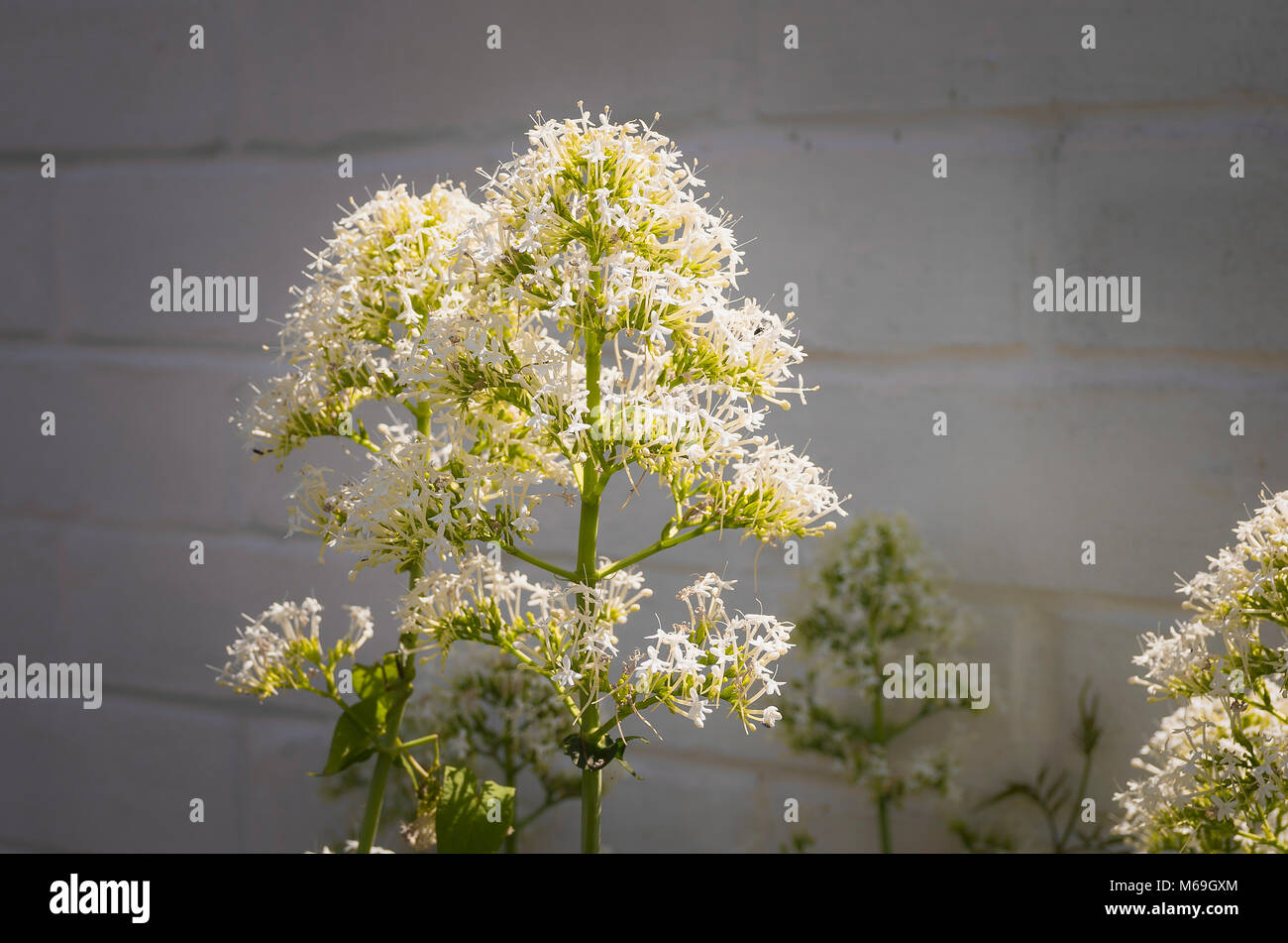 Self-seeded white Valerian growing randomly in an English garden Stock Photo