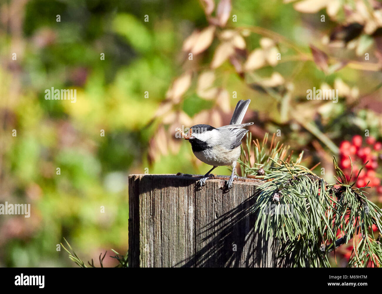 Chickadee Stock Photo