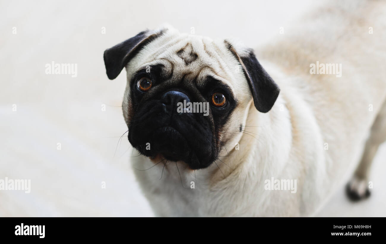 Isolated pug looking forward with the head tilted to the side. Expressive dog, pity face. Stock Photo