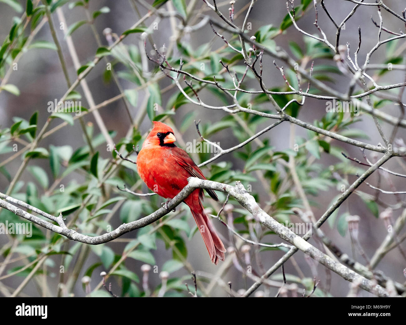 Northern Cardina Stock Photo - Alamy