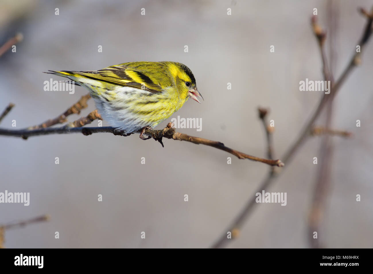 Eurasian siskin (Spinus spinus) sits on a branch of a wild apple tree (at sunrise). Stock Photo