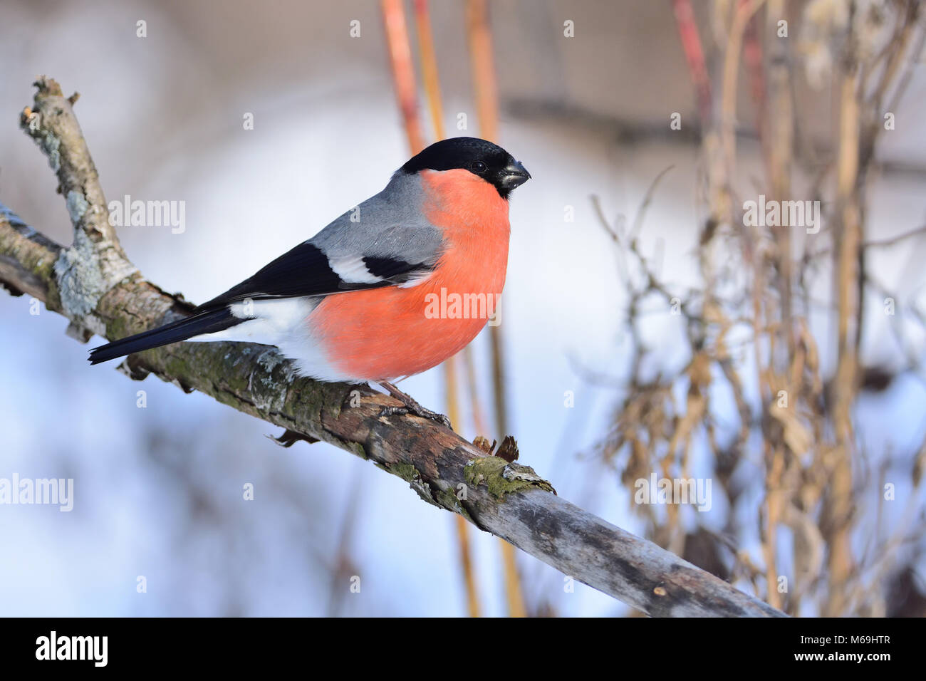 Eurasian (common) bullfinch (Pyrrhula pyrrhula) sitting on a branch with flaking bark (against the background of dry grass). Stock Photo