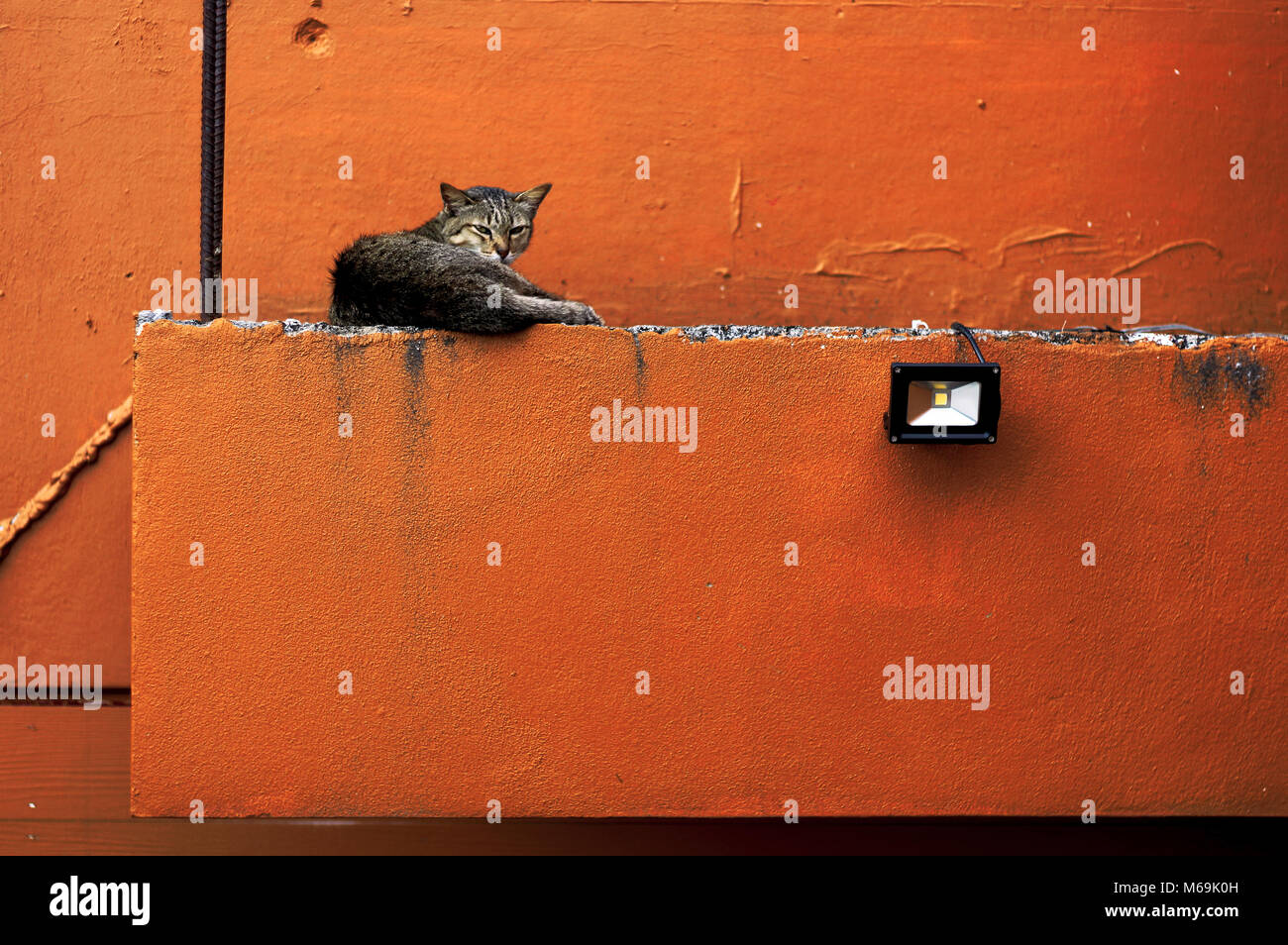 Cat on the roof Stock Photo