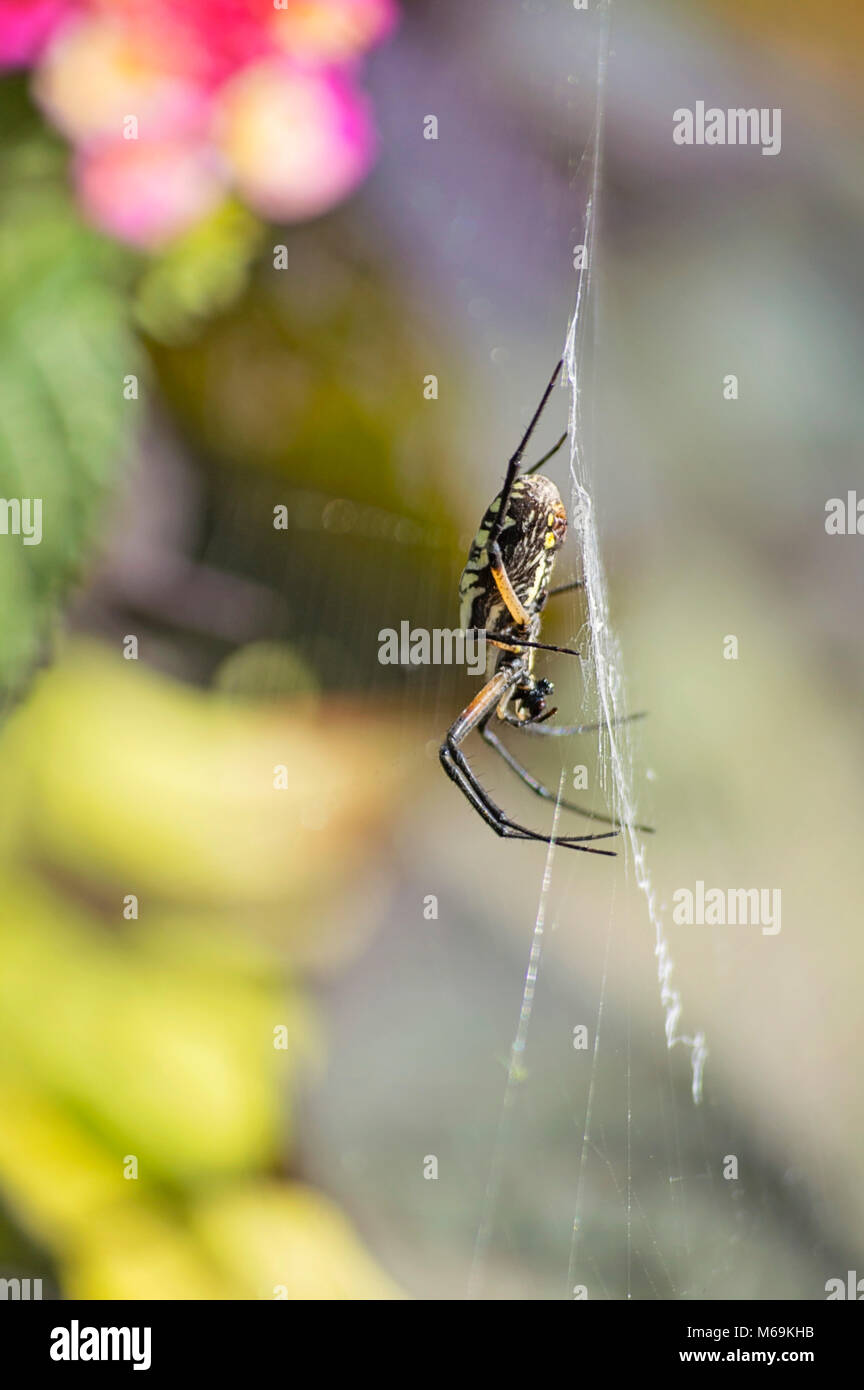 yellow garden spider spinning a web Stock Photo