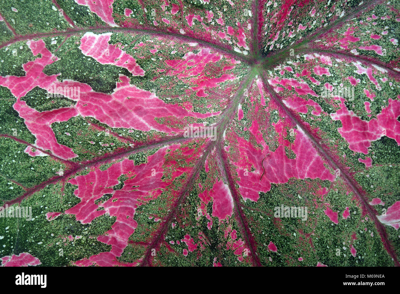 Detail of pink and green Caladium variegated leaf Stock Photo