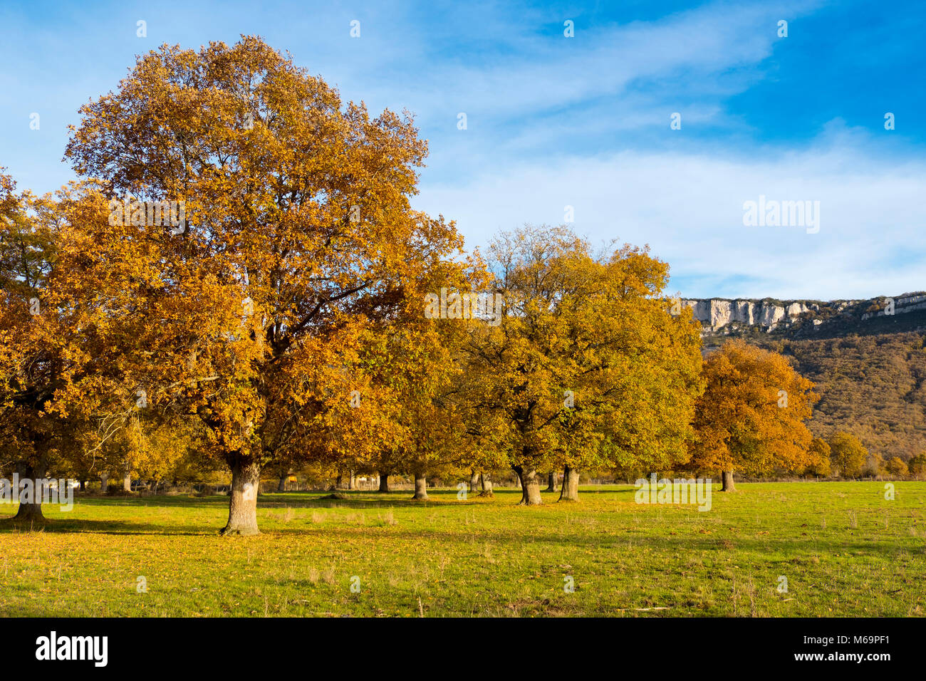 Nature, Oaks Forest. Autumn leaves and tree landscape. Las Merindades ...