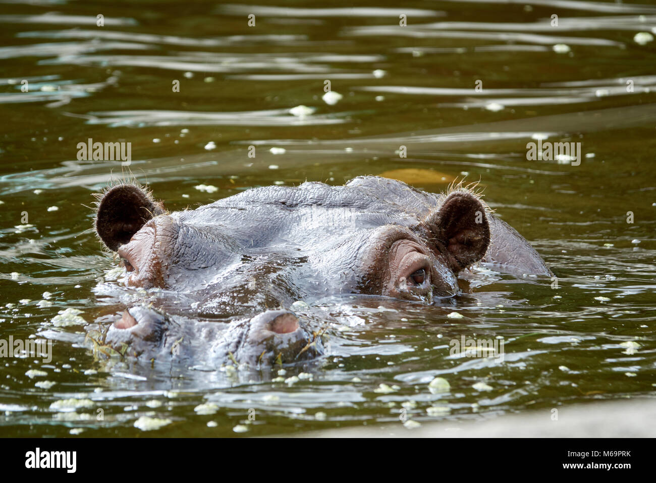 Muzzle of a hippopotamus in water closeup. Stock Photo