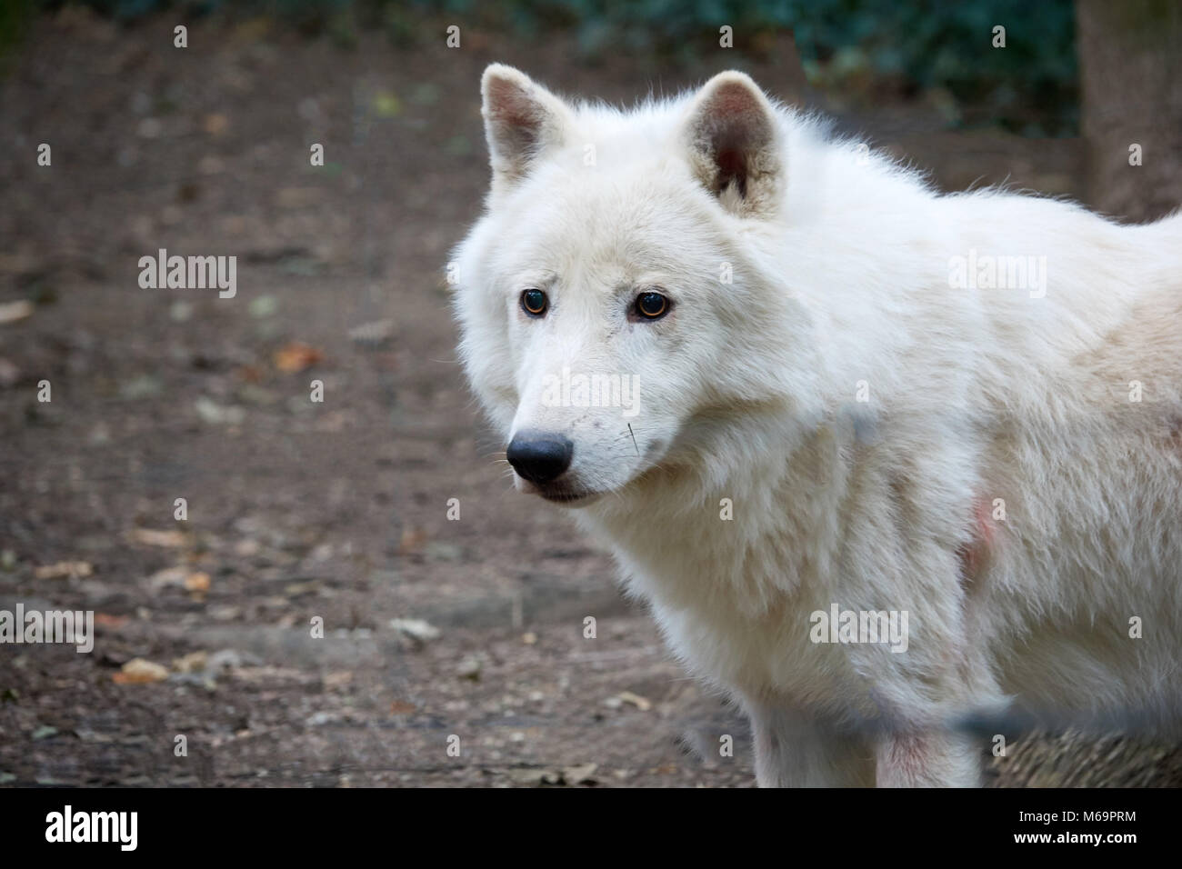 Alone white wolf in the forest closeup. Stock Photo