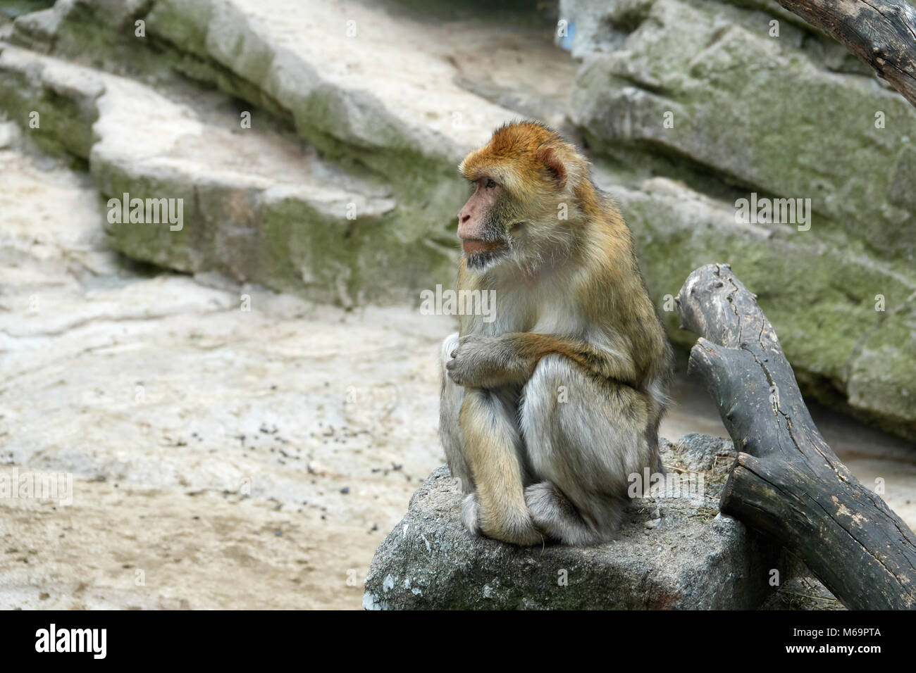 One monkey is sitting on a tree. Look to the left. Stock Photo