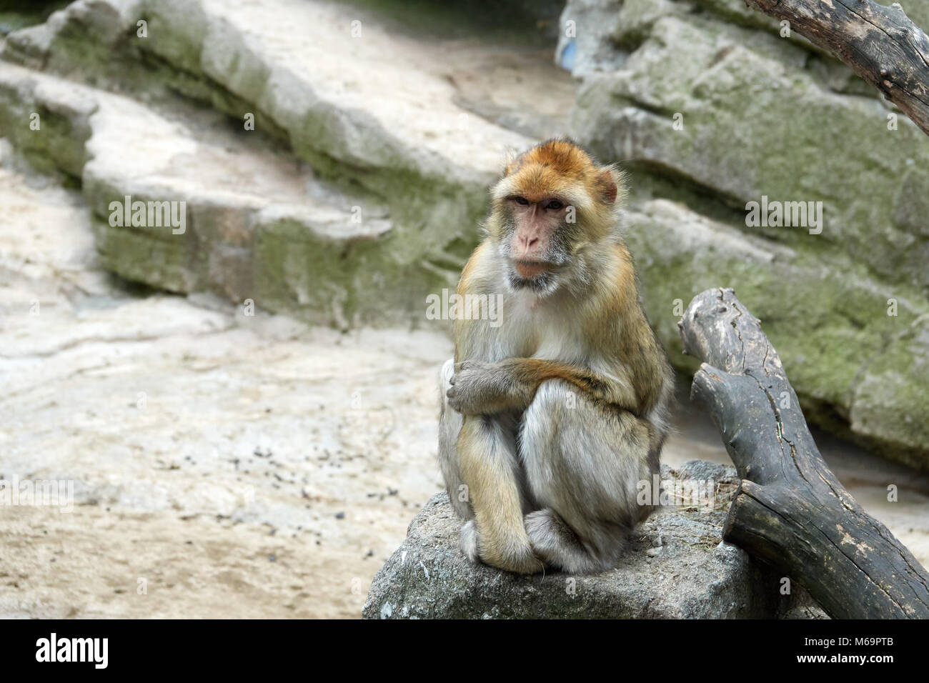 One monkey is sitting on a stone. Look to the right. Wise look. Stock Photo