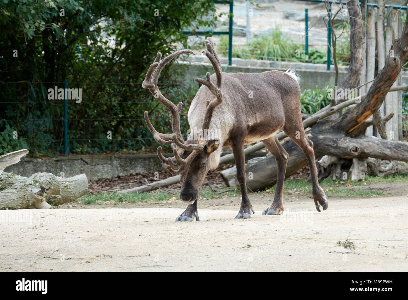One reindeer with big horns walks in the zoo. Stock Photo