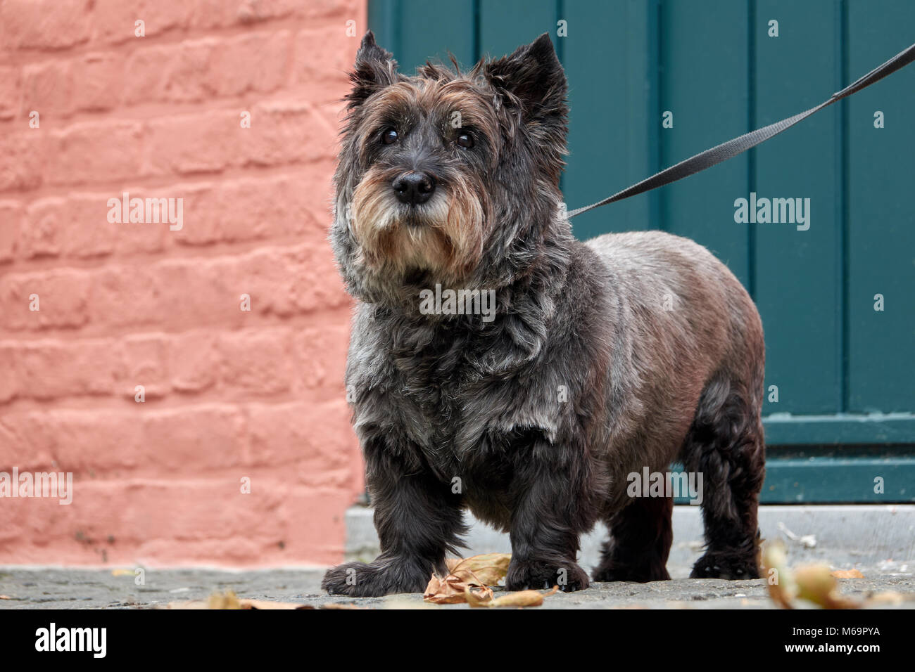 The most faithful dog waits for its master. Area for text. Stock Photo