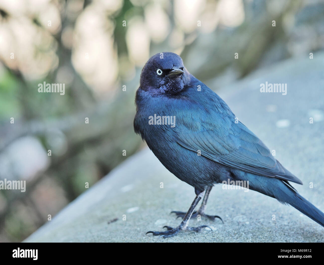 A small black bird sitting on top of a blue barrel photo – Free
