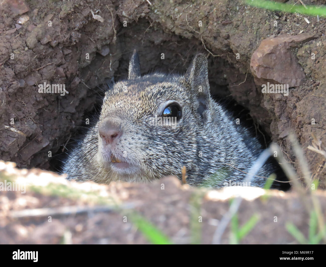 Cautious California ground squirrel (Otospermophilus beecheyi) peeking out of its burrow, teeth are visible Stock Photo