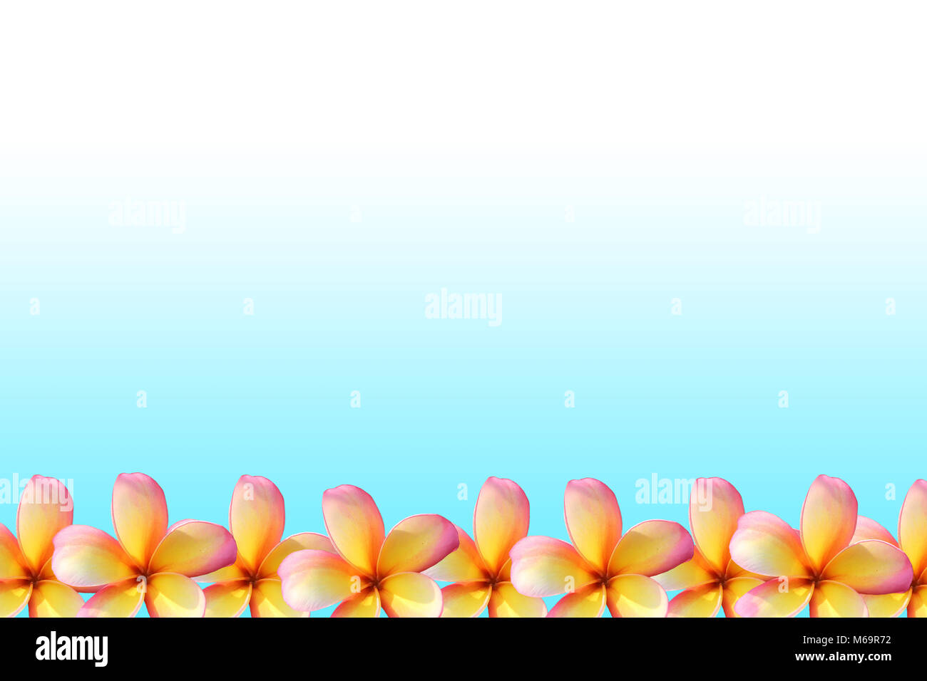 Frangipani, Plumeria flower frame on cyan background Stock Photo