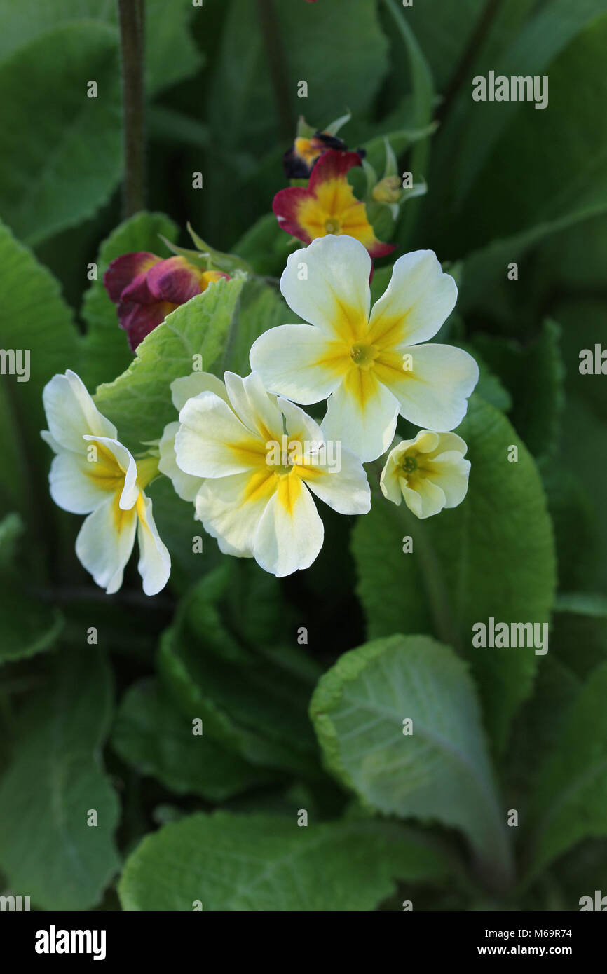 Perennial primrose or primula in the spring garden. Spring primroses