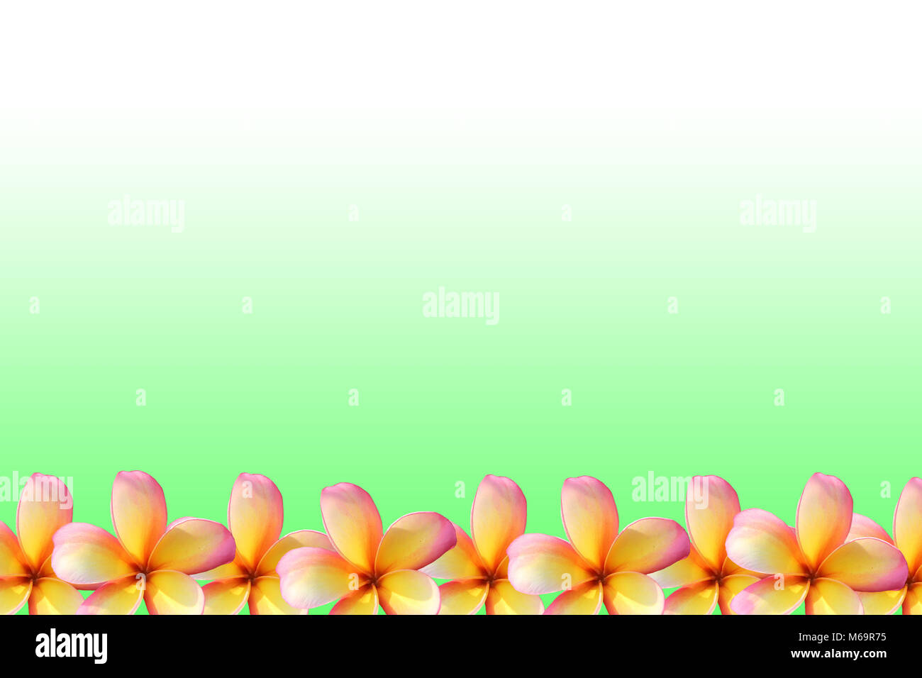 Frangipani, Plumeria flower frame on green background Stock Photo