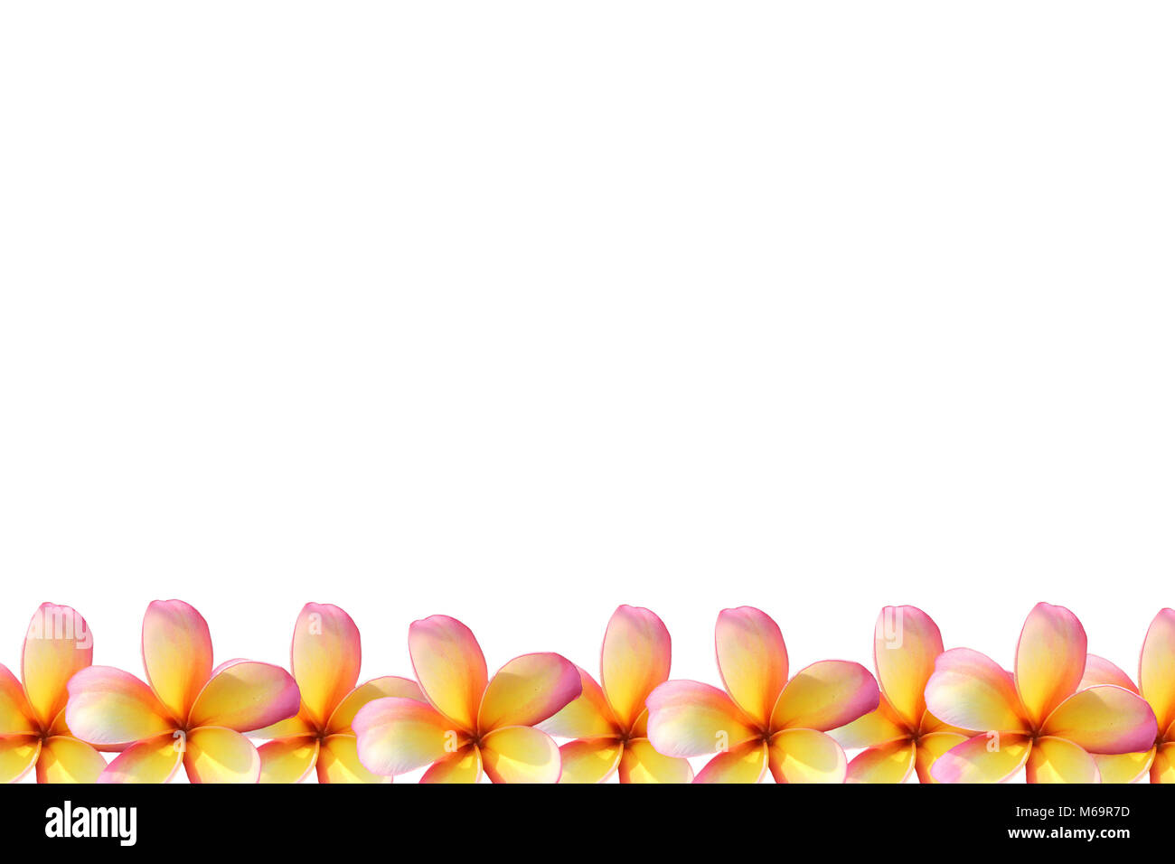 Frangipani, Plumeria flower frame on white background Stock Photo