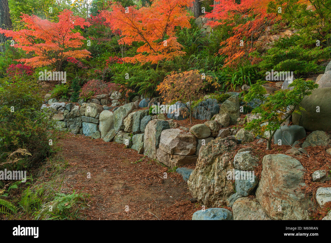 Rock Wall, Japanese Maple Garden, Fern Canyon Garden, Mill Valley, California Stock Photo