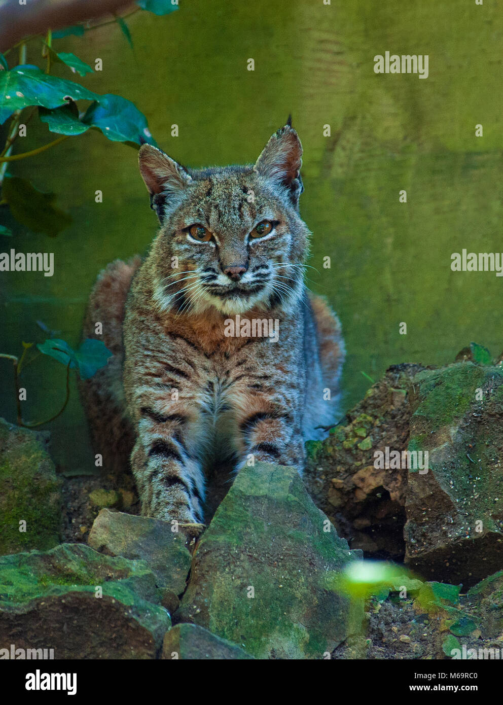 Bobcat, Lynx rufus, Cypress Garden, Mill Valley, California Stock Photo