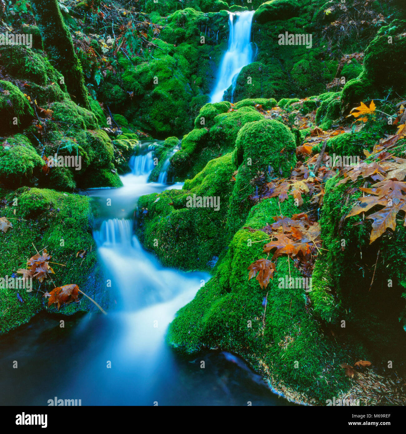 Moss Falls, Cataract Canyon, Mount Tamalpais, Marin County, California Stock Photo