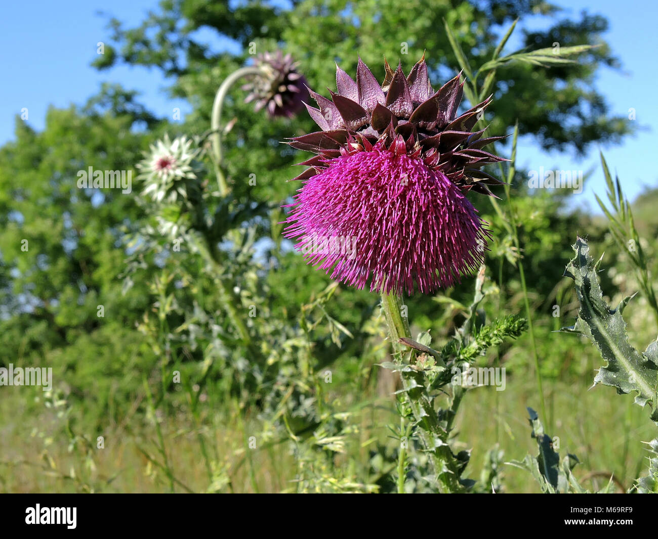 Distle Common distle hi-res stock photography and images - Alamy