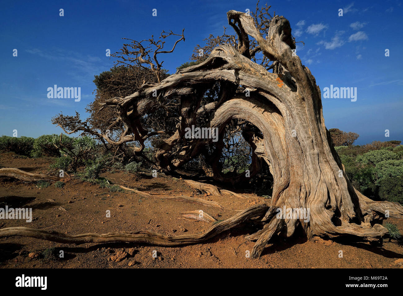 Canary Islands, El Hierro, Wacholderbaum, Stock Photo
