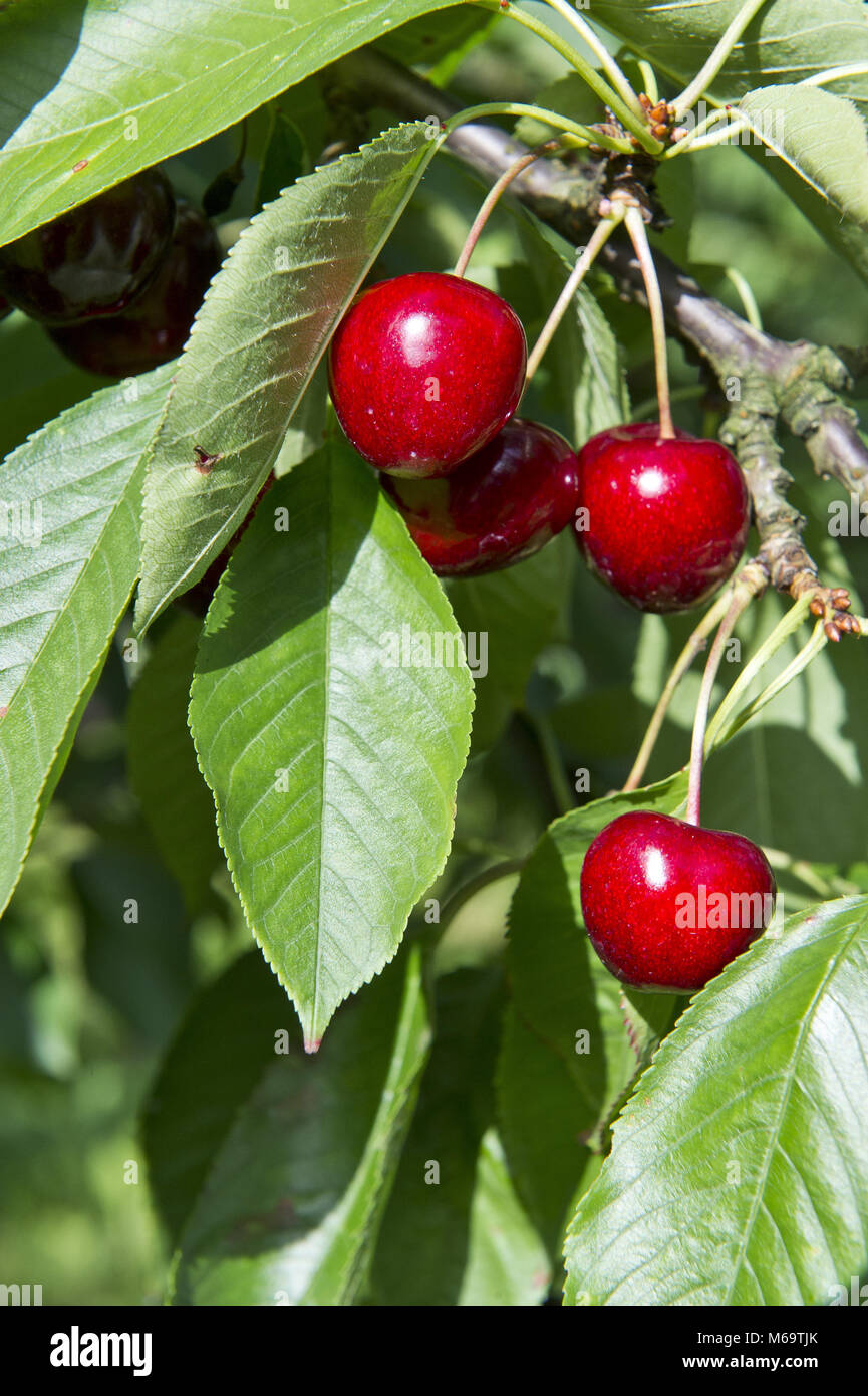 Cherries harvest 14 Stock Photo Alamy