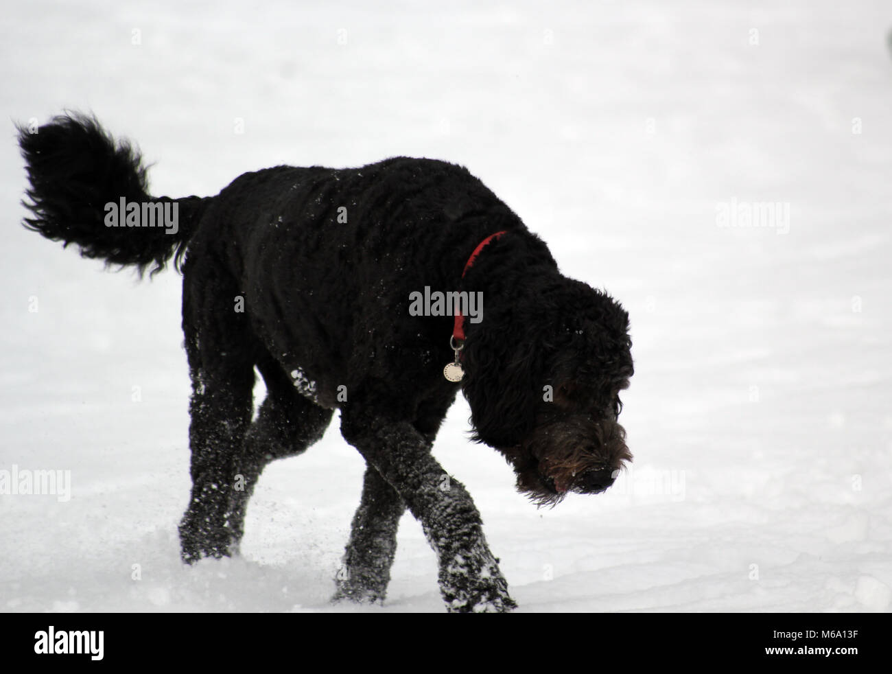 dog walking in the snow snowy park Stock Photo - Alamy