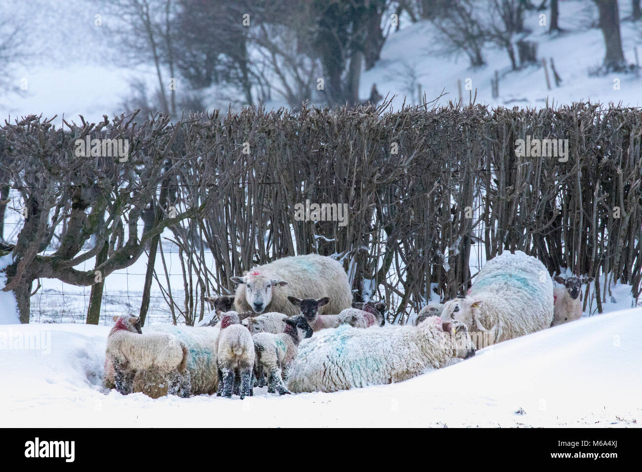 Helpless lamb hi-res stock photography and images - Alamy