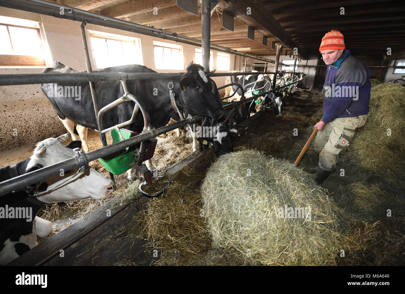 28 February 2018, Germany, Kirchzarten: Cows stand in a barn. They are leashed which is a controversial use of tether. It is especially popular in Baden-Wuerttemberg and Bavaria. Farmers in these states would be especially effected by a nationwide regulation against leashing. They fear a possible ban that is demanded by animal-rights activists and states such as Hesse and Thuringia. Photo: Patrick Seeger/dpa Stock Photo