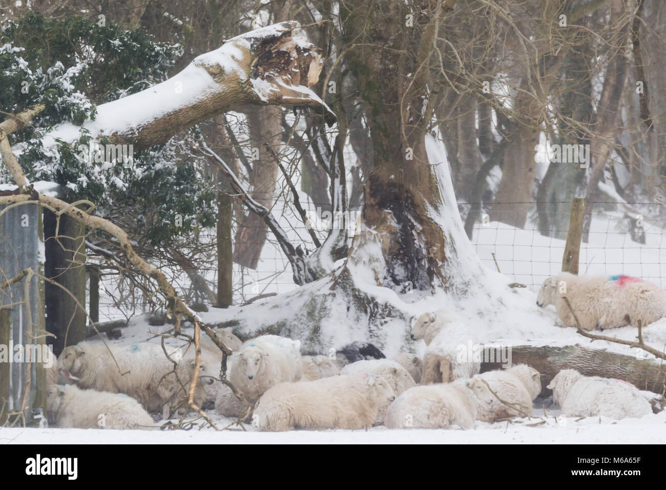Sheep sheltering from the strong winds as storm Emma, cold weather