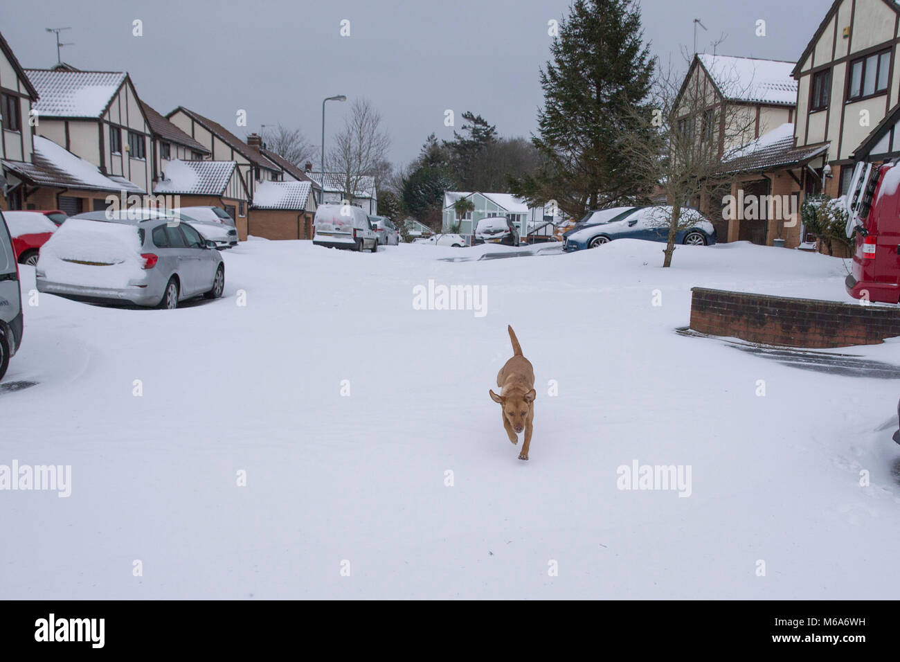 Cardiff Wales Uk March 2nd 18 A Dog Explores Its Newly White Suburbia As Widespread Snow Hits Britain With Storm Emma Colliding With The Beast From The East Credit Mark Hawkins Alamy Live Cardiff Wales Uk March 2nd 18 A Dog Explores Its Newly White Suburbia As Widespread Snow Hits Britain With Storm Emma Colliding With The Beast From The East Credit Mark Hawkins Alamy Live