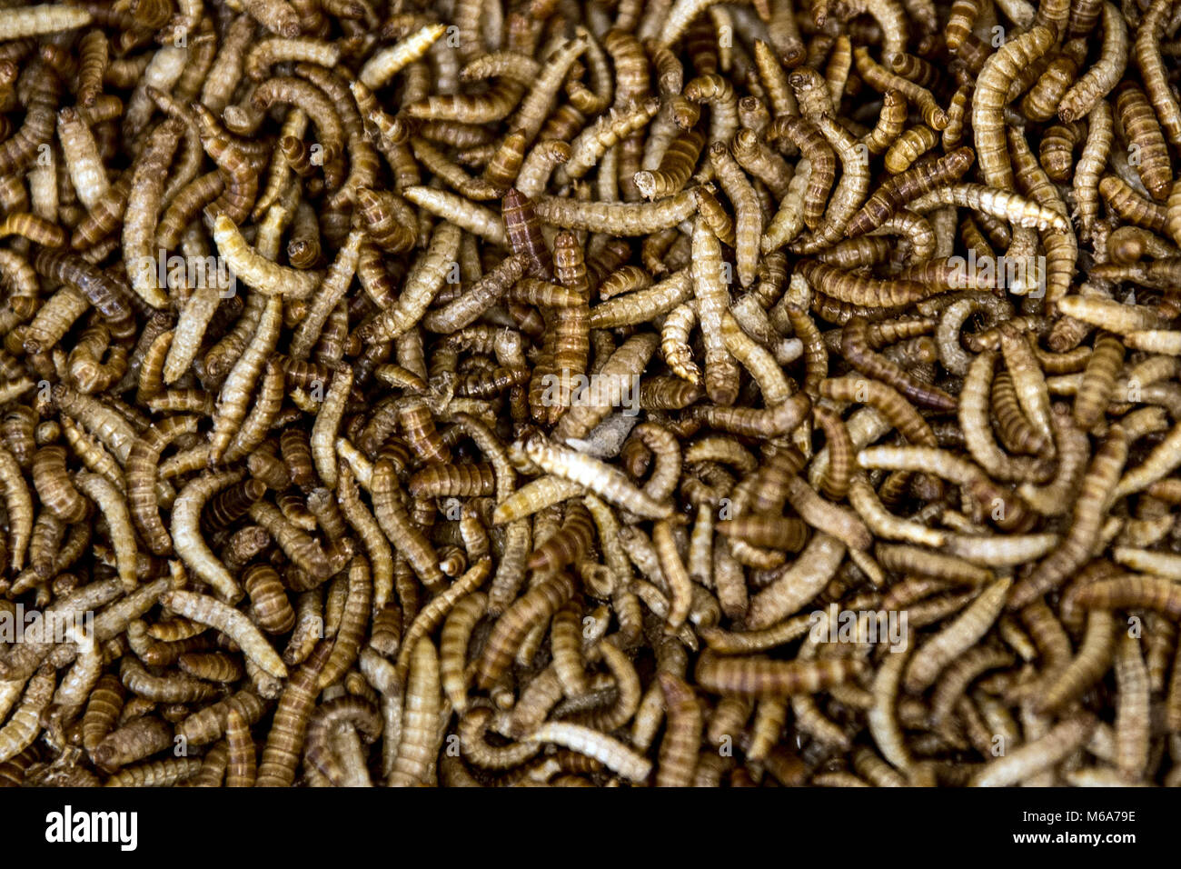 Mealworm in flour hires stock photography and images Alamy