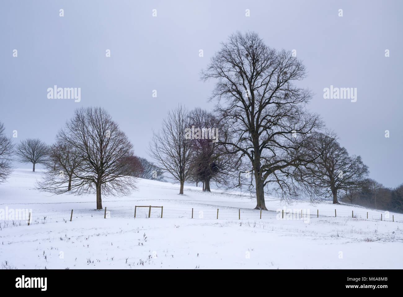 Trees surrounded by snow on Old Hill, Wrington, North Somerset, England ...