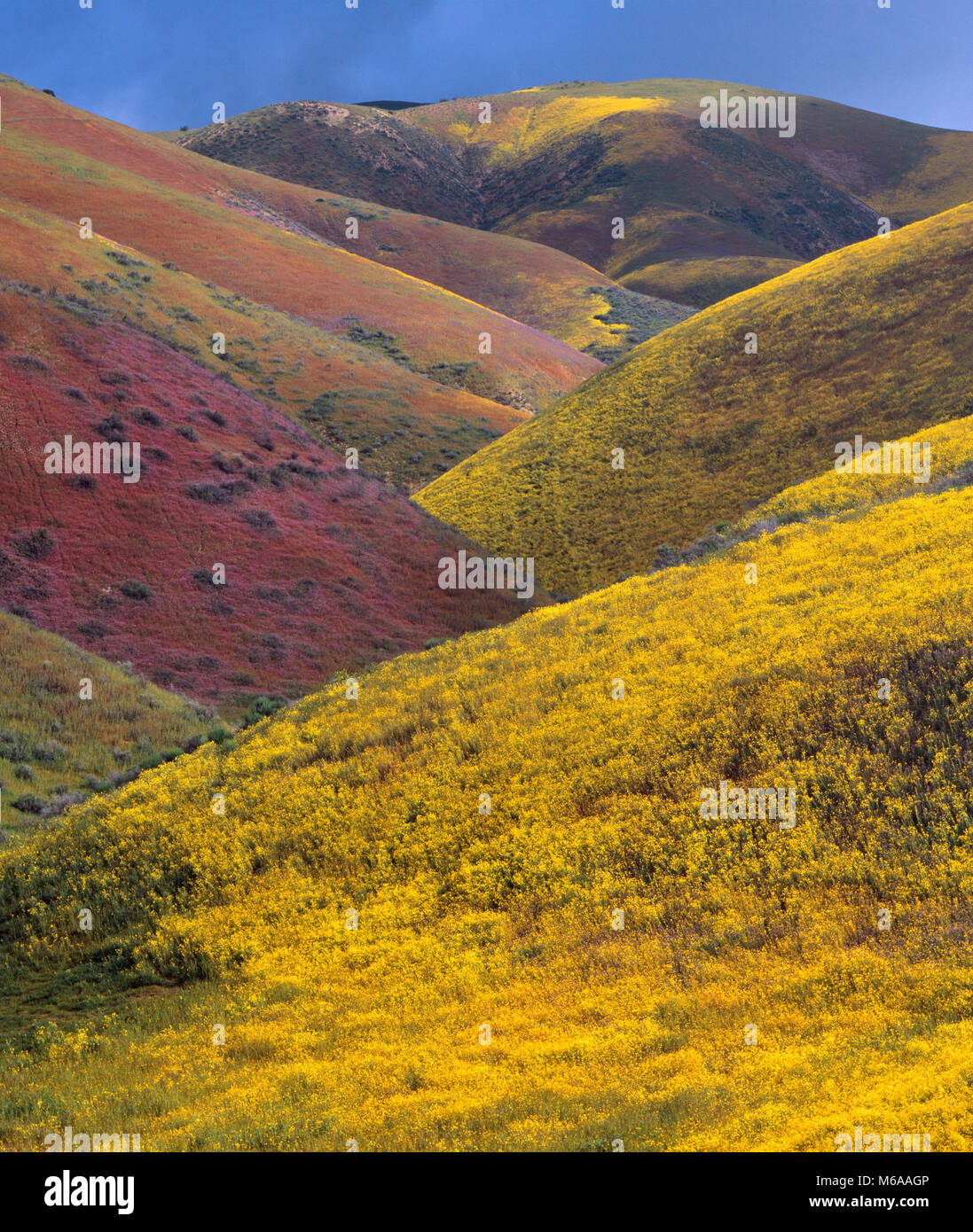 Wildflowers, Tremblor Range, Carrizo Plain National Monument, San Luis Obispo County, California Stock Photo