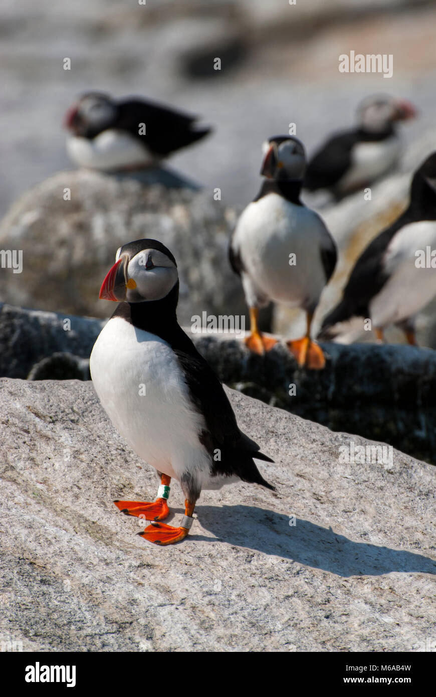 Atlantic puffin guarding territory from neighboring puffins on Maine island in New England. Stock Photo