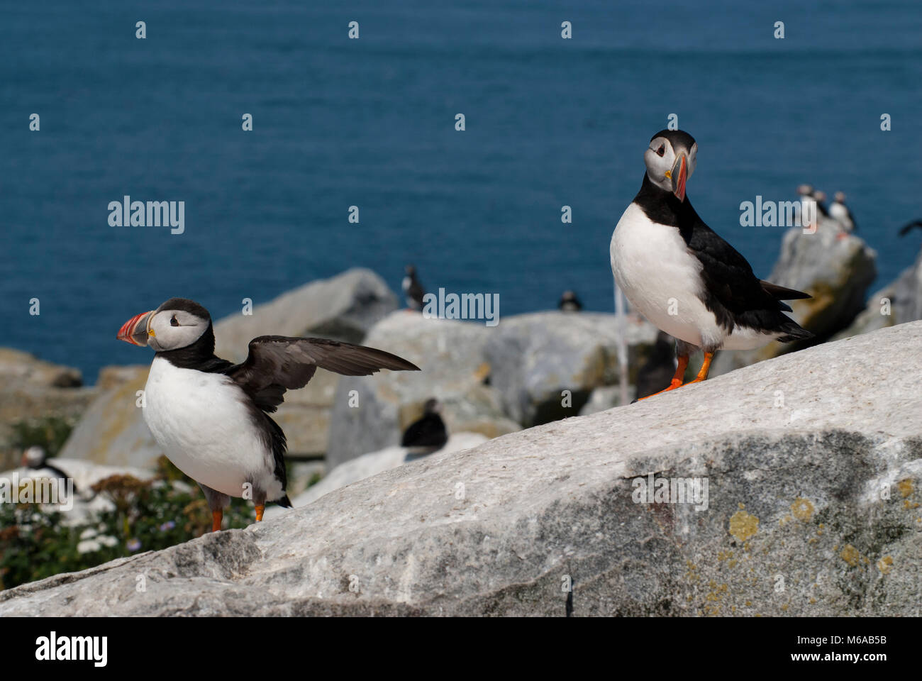 Two atlantic puffins guarding their territory on a summer day on Machias Seal Island off the coast of Maine. One puffin flaps its wings warning visito Stock Photo