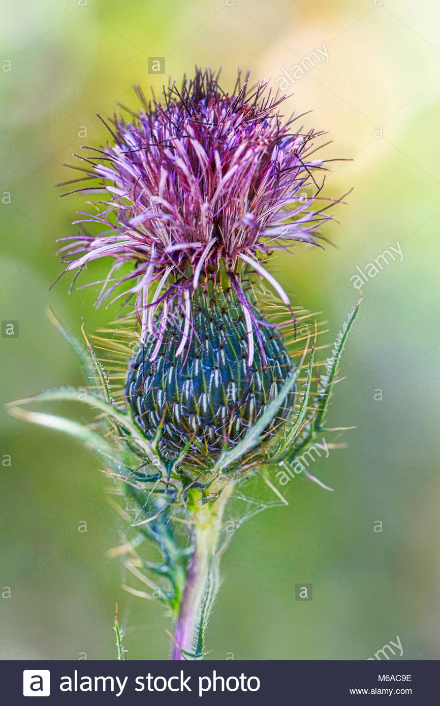 Giant Thistle Stock Photos & Giant Thistle Stock Images - Alamy